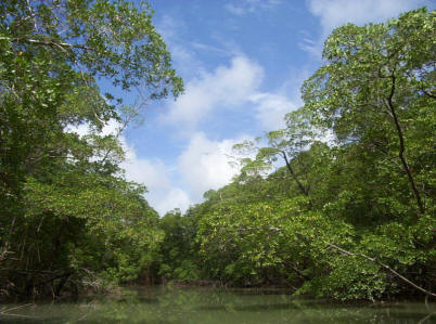 amazon rainforest animals. River in the Amazon rainforest
