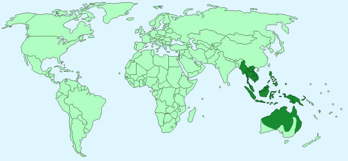 Information About The Dingo