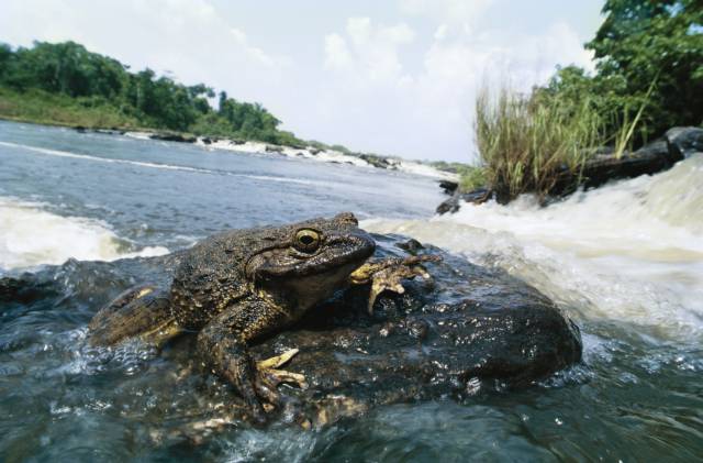 Goliath Frog Natural History on the Net