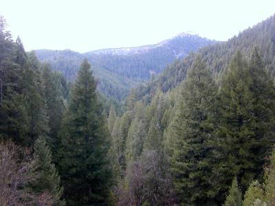 Coniferous forest