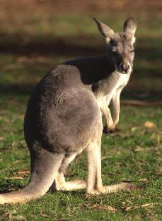 kangaroo