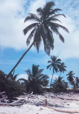 palm trees on pacific island