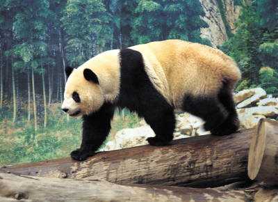 giant panda