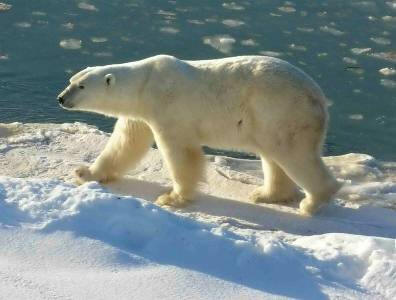 Polar Bear photographed by Ansgar Walk