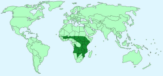 African lions distribution on World Map