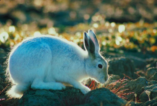Information about the Arctic Hare