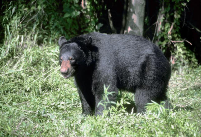 Black Bear