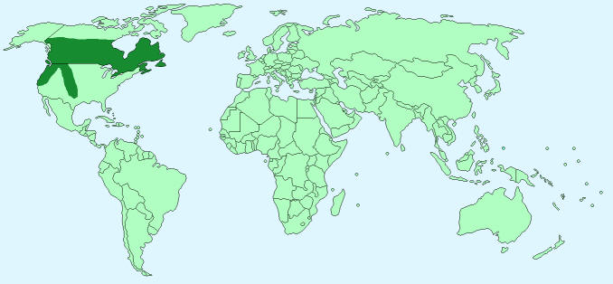World distribution of black bears