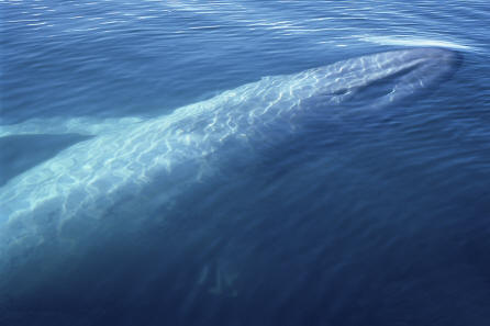 Blue Whale