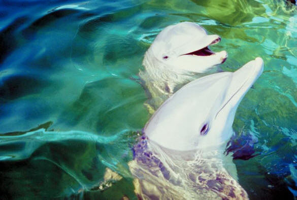 Bottlenose Dolphins