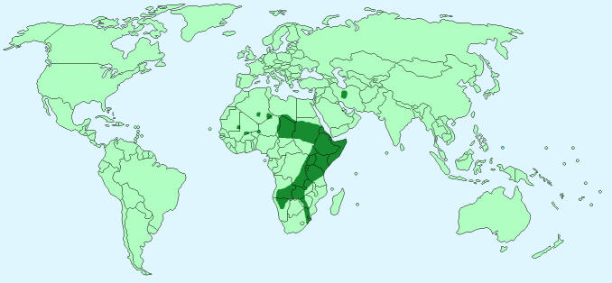 Cheetahs on world map