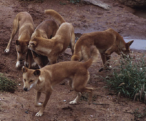 pack of dingoes