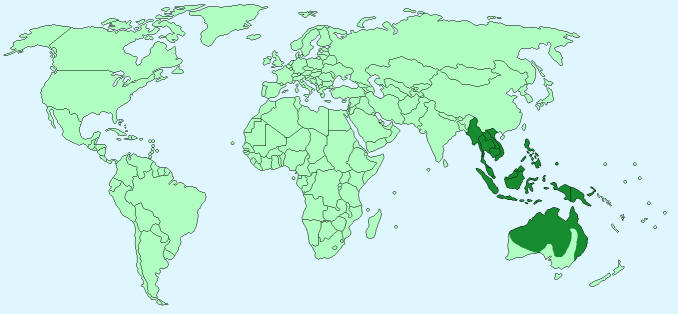 Distribution of dingos on world map