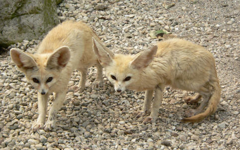 Fennec Fox