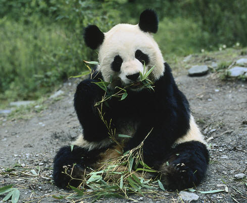 Giant Panda Scientific Name | Bruin Blog