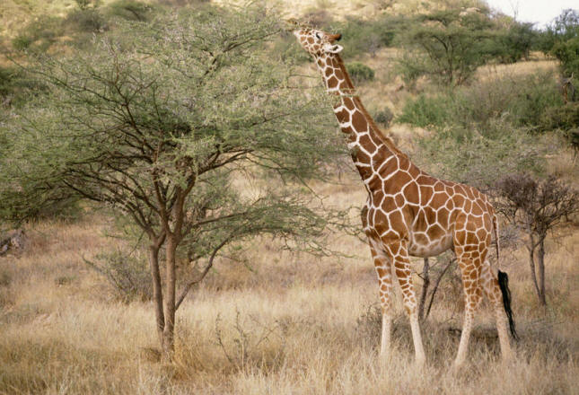 Giraffe