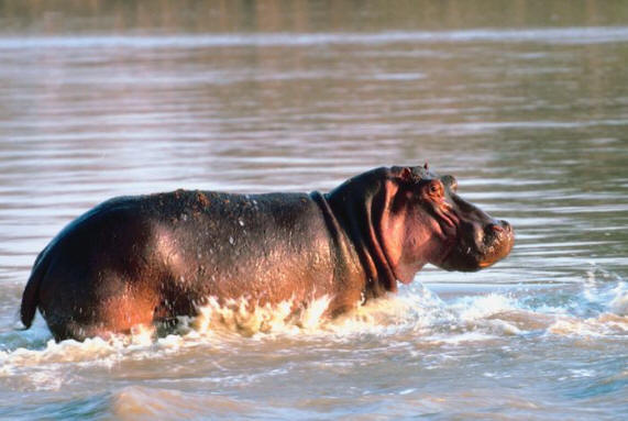 Hippopotamus