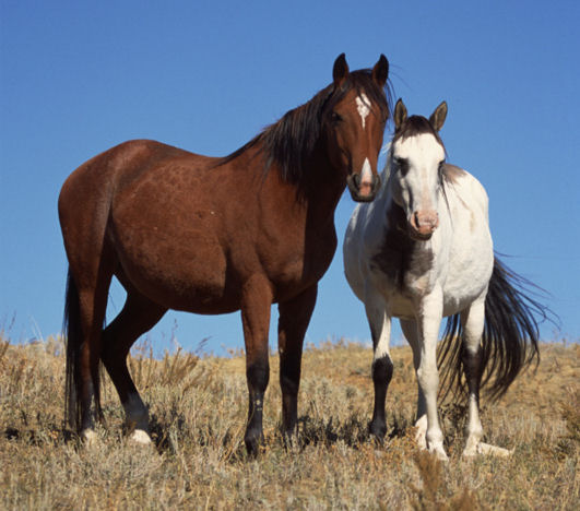 Horse Equus caballus