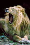 carnivore lion