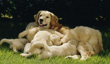 Mammals - Features - Natural History on the Net
