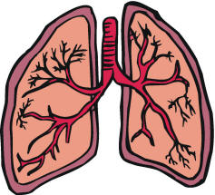 mammals lungs