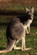 Marsupial Kangaroo