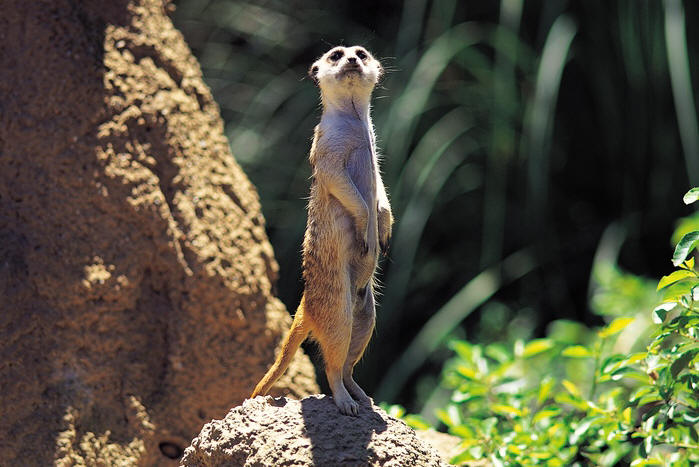 Meerkat