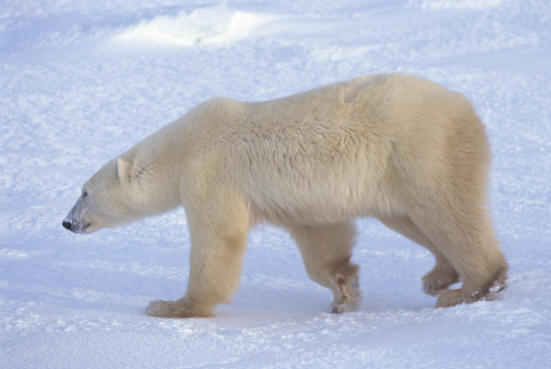 Polar Bear