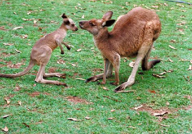 Red Kangaroo