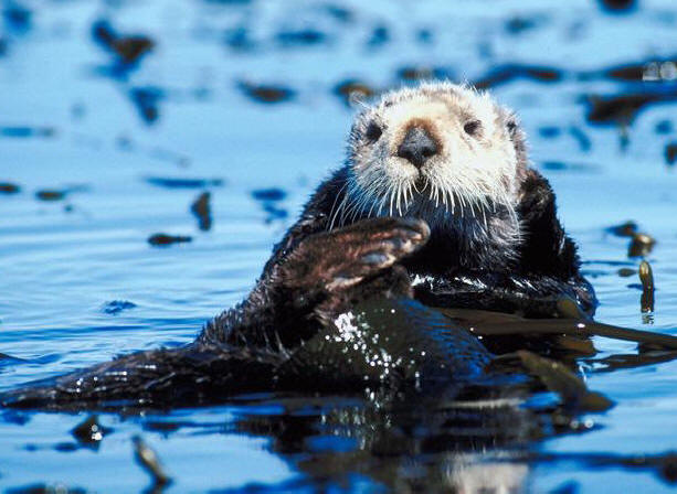 Sea Otter