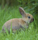 rabbit example of small mammal