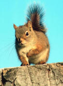 rodent example squirrel