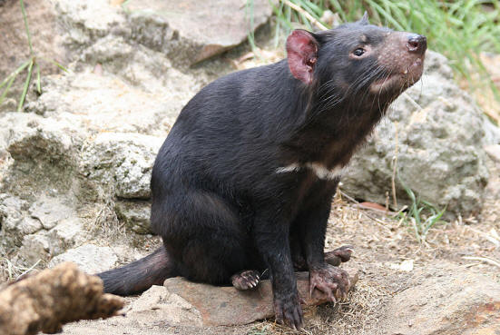 Tasmanian Devil photo by Mike Lehmann, Mike Switzerland