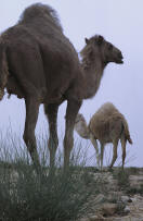 camel example of an ungulate