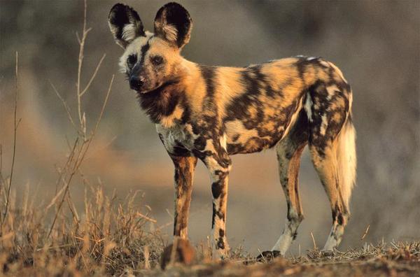 African-Wild-Dog.jpg