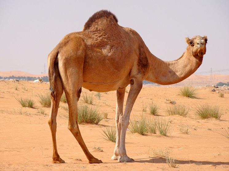 Arabian Camel