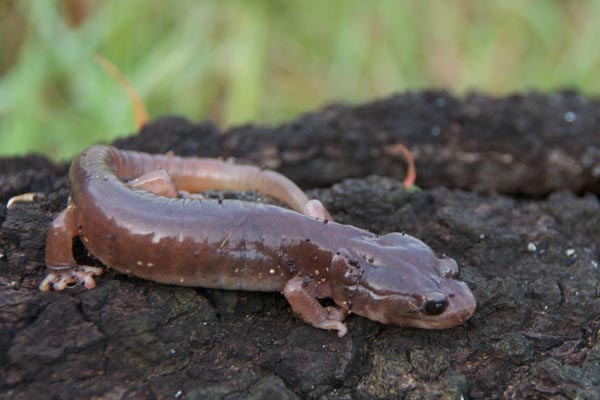 Arboreal Salamander