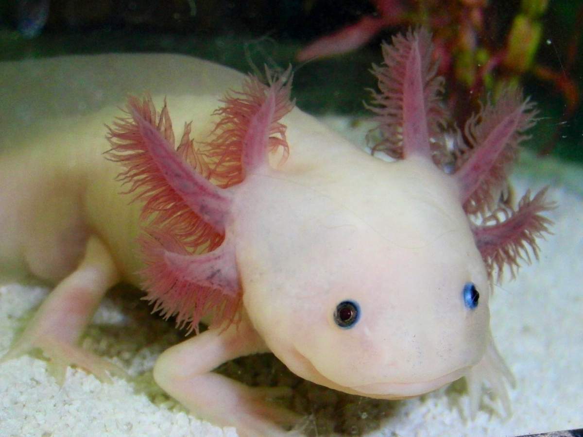 Axolotl