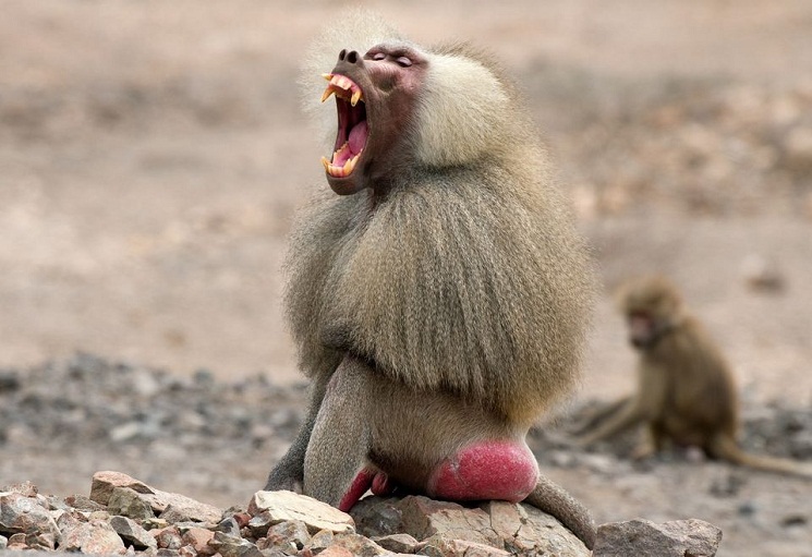 Baboon