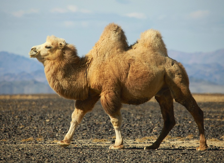 Bactrian Camel