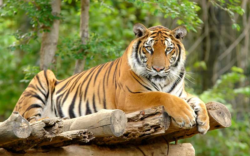 Bengal Tiger - Natural History on the Net