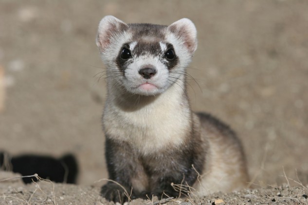 Black Footed Ferret