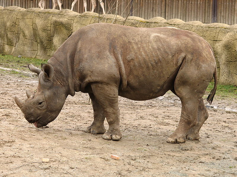 Black Rhinoceros