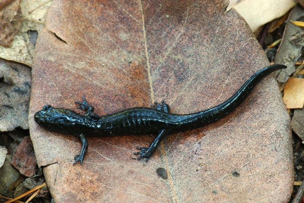 Black Salamander