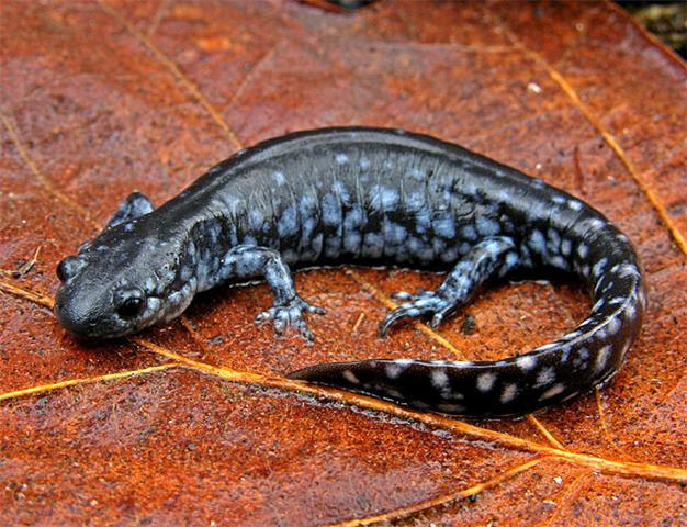 Blue Spotted Salamander