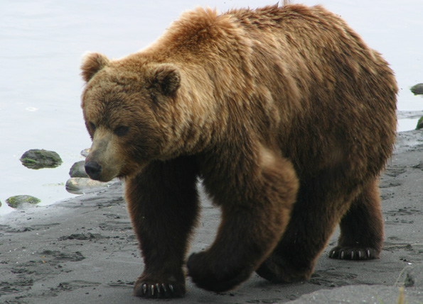 Brown Bear