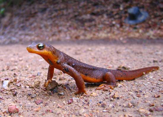 California Newt