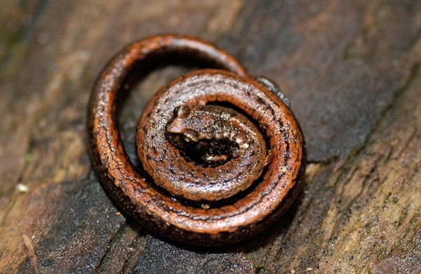 California Slender Salamander