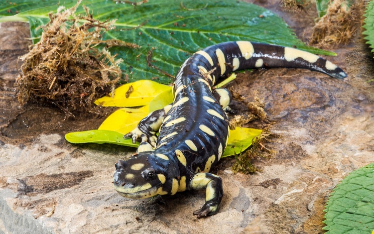 California Tiger Salamander