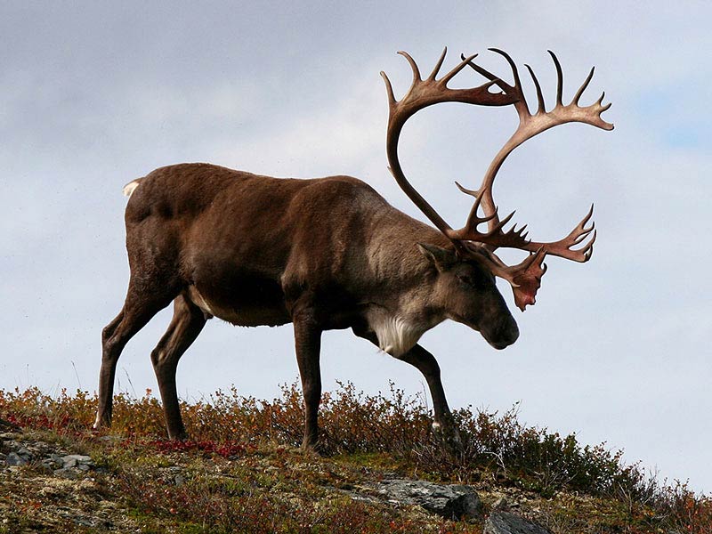 Caribou